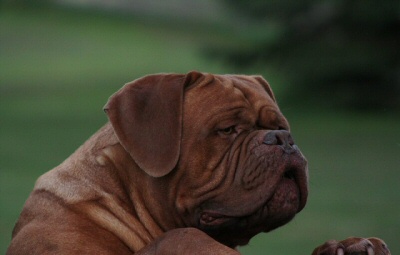 Dogue de 2024 bordeaux breeders